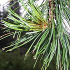 Pine in rain