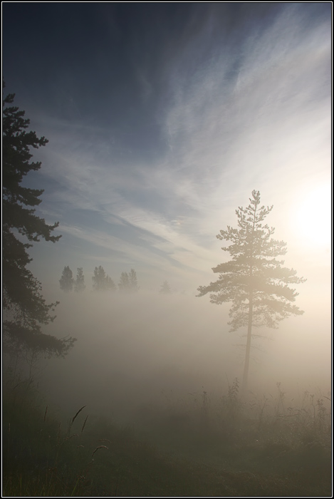 Pine in the fog