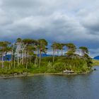 Pine Island - Connemara / Irland