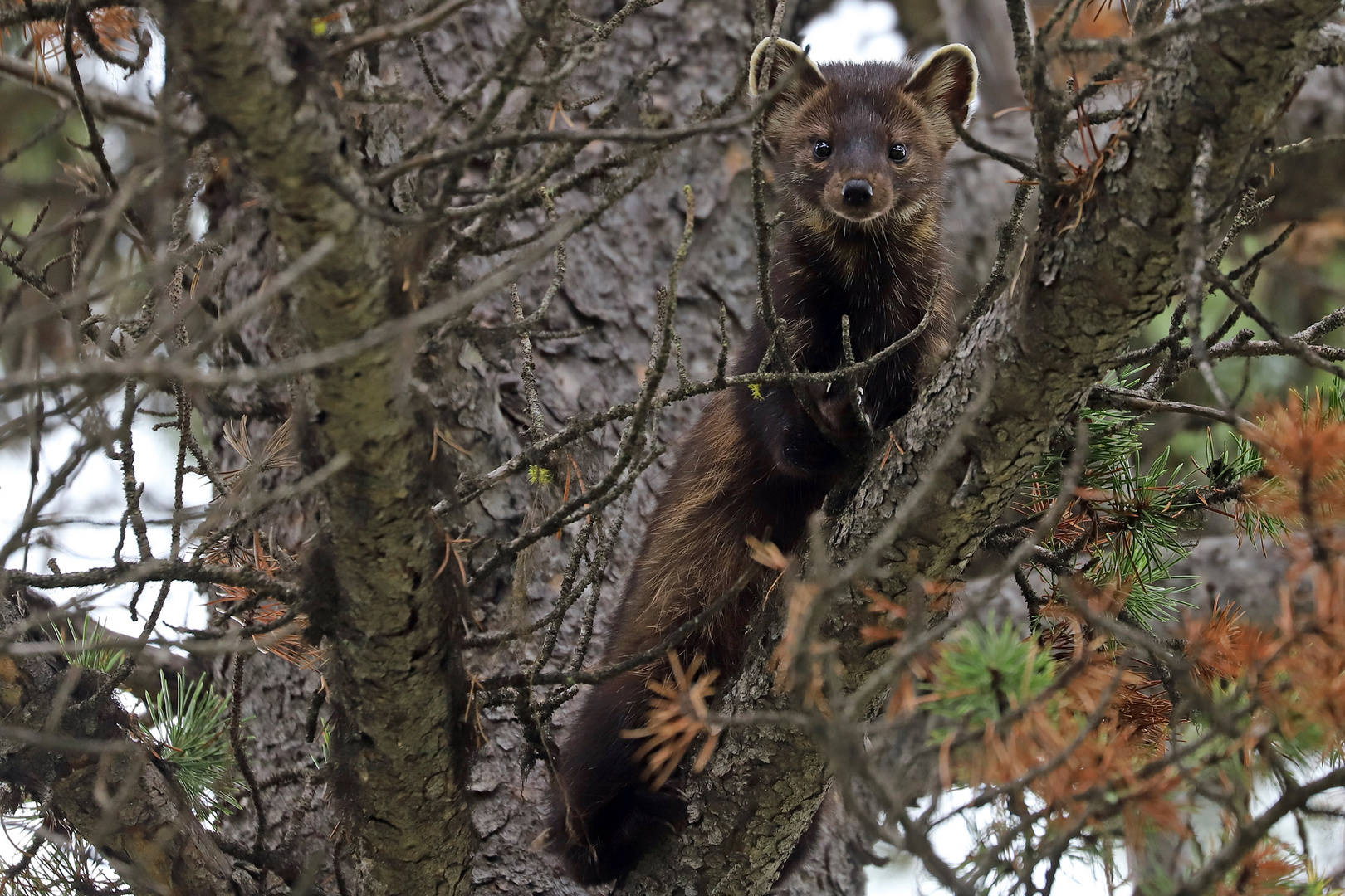 Pine marten