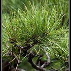 Pine needles