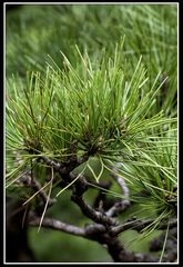 Pine needles