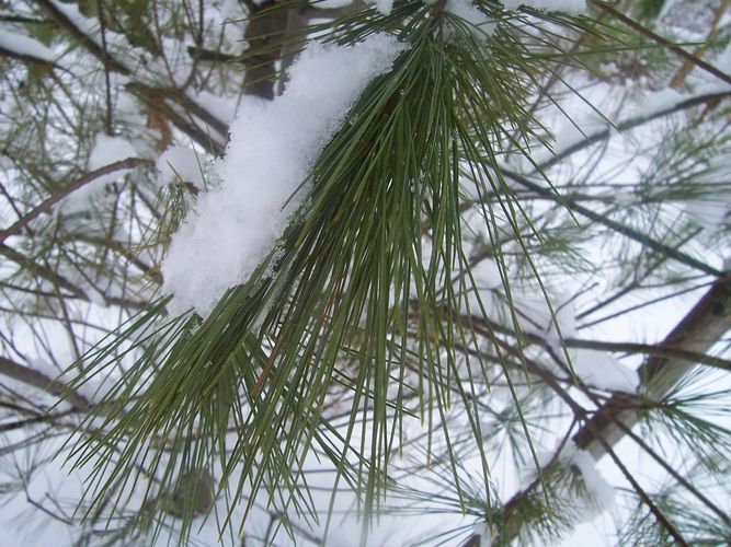 Pine Needles