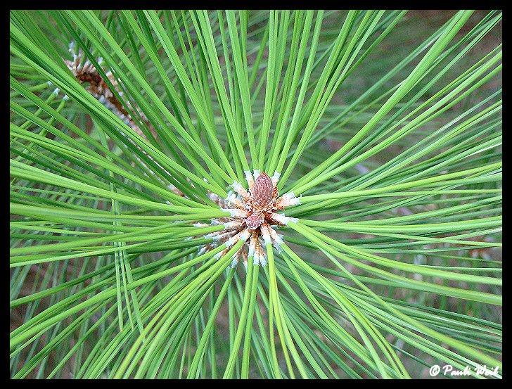 pine needles