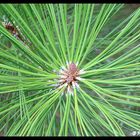 pine needles