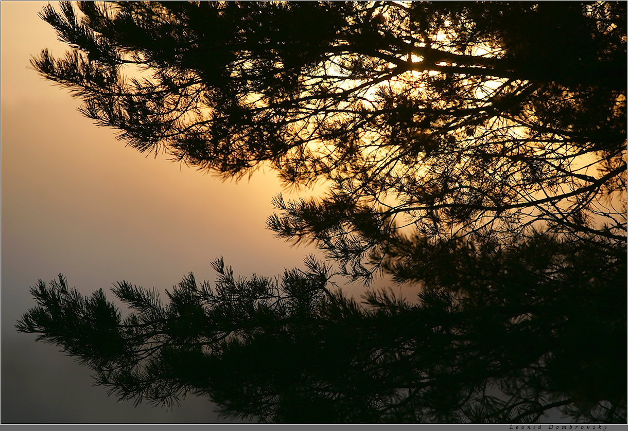 Pine on a background of mist