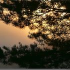 Pine on a background of mist