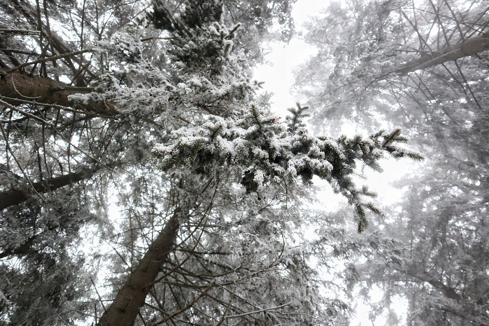 Pine Patch; Sankt Englmar, Bavaria