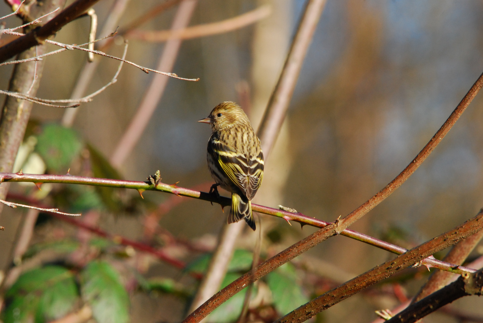 Pine Siskin - Fichtenzeisig