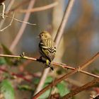 Pine Siskin - Fichtenzeisig