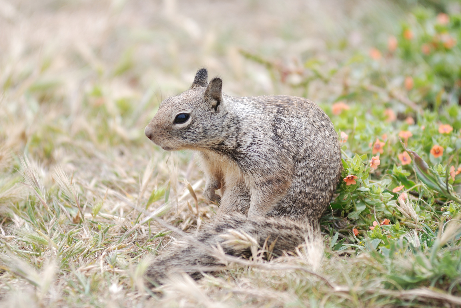 Pine squirrel