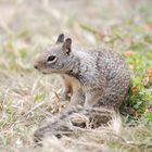 Pine squirrel