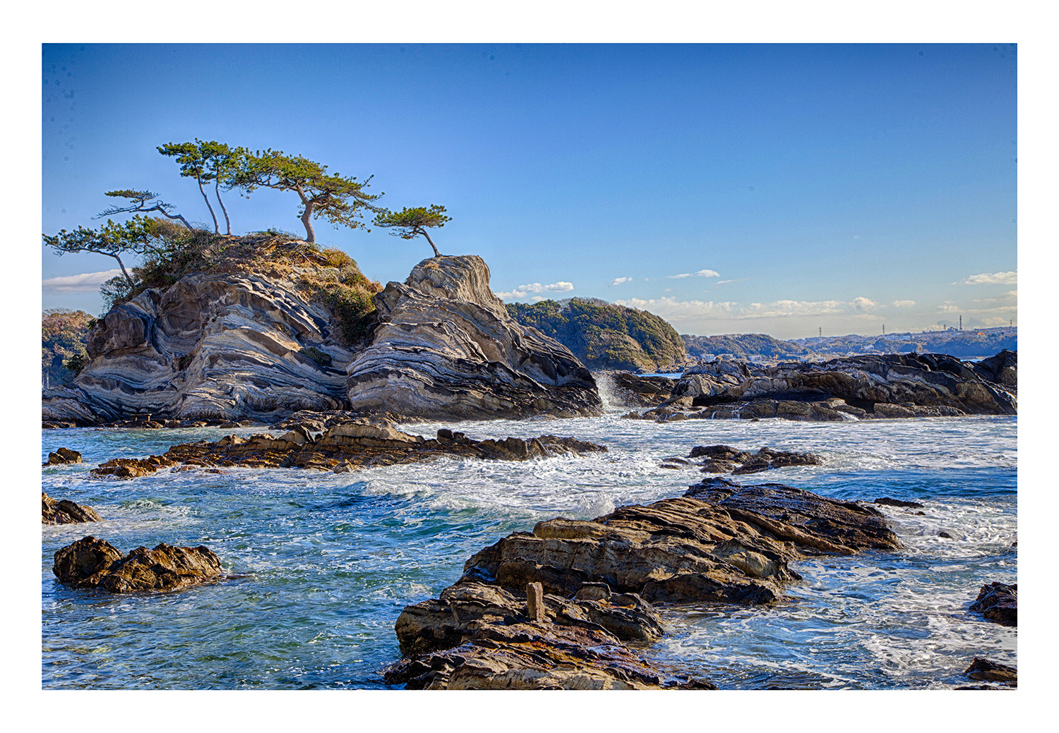 Pine that grows in rocky