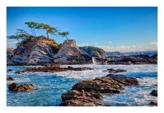 Pine that grows in rocky