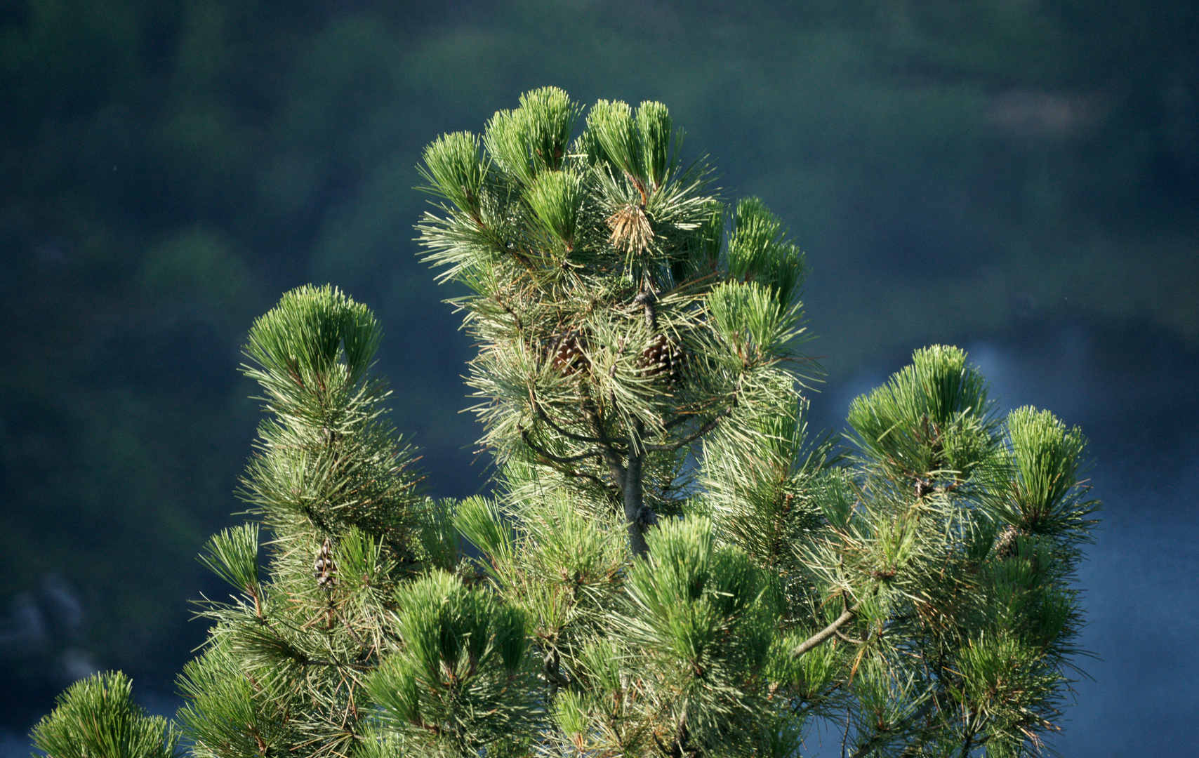 Pine Tree