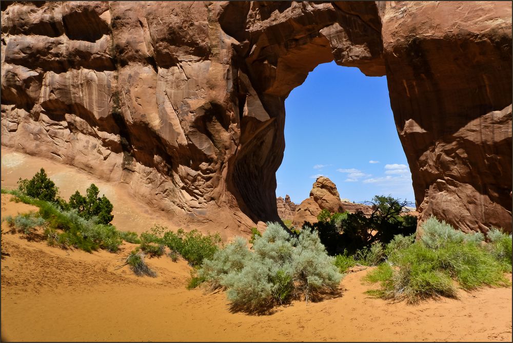 Pine Tree Arch