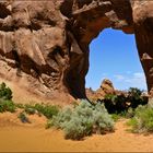 Pine Tree Arch