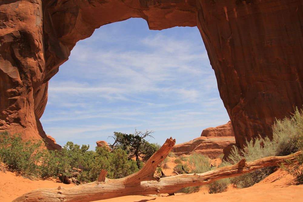 Pine Tree Arch