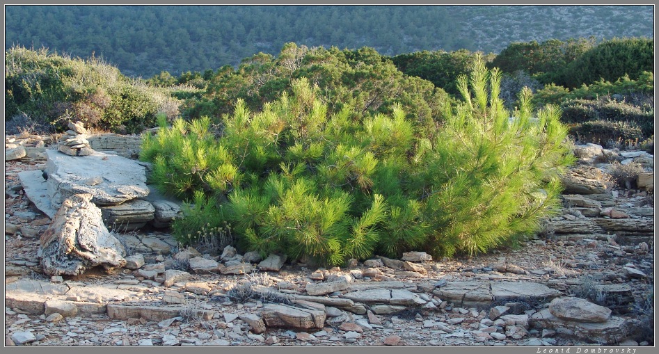 Pine-tree at windy place