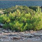 Pine-tree at windy place