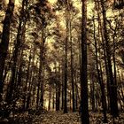 Pine Tree Section in a mixed Forest Town of Barlinek (Berlinchen), Poland 2014