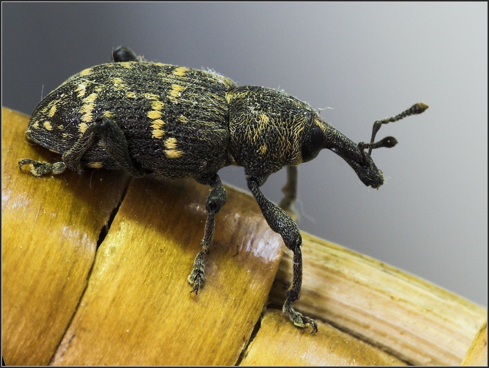 Pine weevil - Hylobius abietis - klikoroh borový