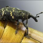 Pine weevil - Hylobius abietis - klikoroh borový