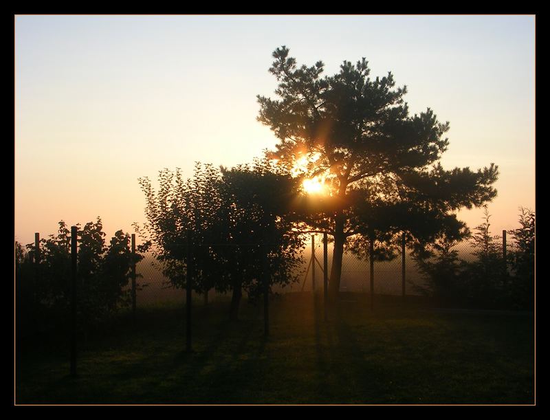 Pine With Sun