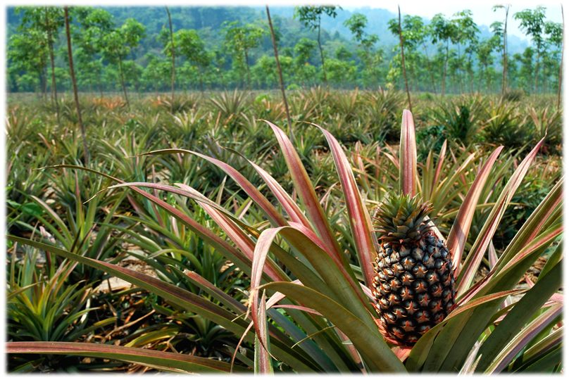 Pineapplefields forever