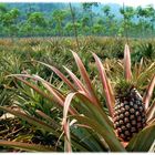 Pineapplefields forever