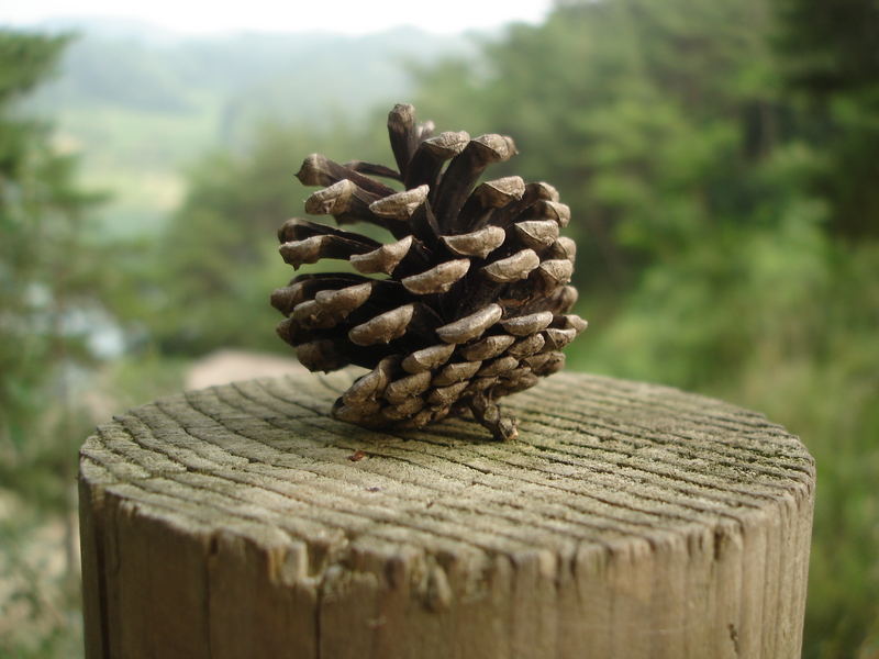 Pinecone on a Stick