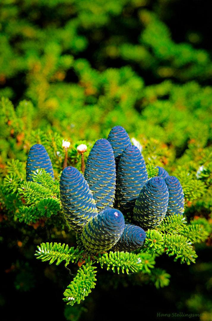 pinecones