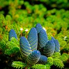 pinecones