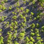 Pines in the Caldera :.: Pinos en la Caldera :.: Pinien im Krater