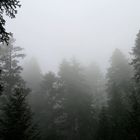 Pines in the Fog
