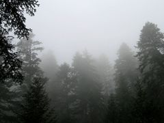 Pines in the Fog