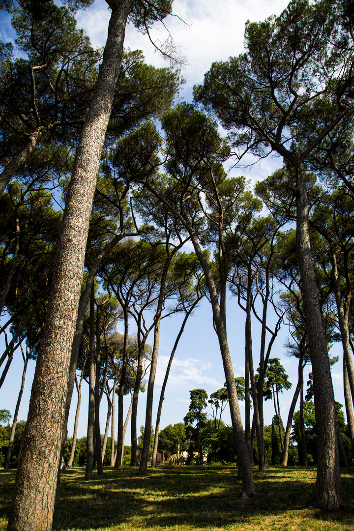 Pineta a Villa Doria Pamphilj, Roma