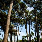 Pineta a Villa Doria Pamphilj, Roma