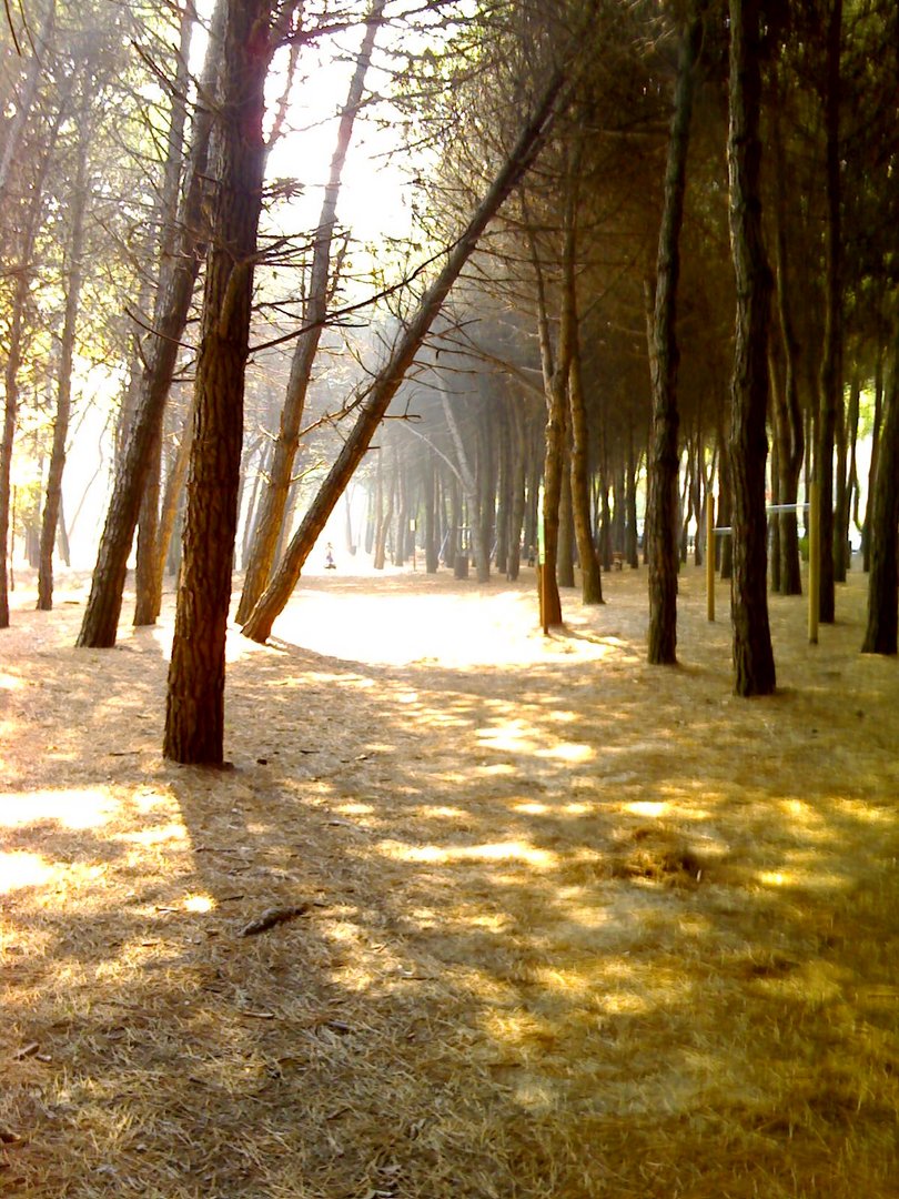 pineta di Milano Marittima