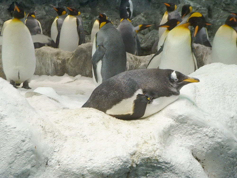 PINGOIN NAGEANT AU ZOO DE LORO PARQUE à PUERTO DE LA CRUZ ( CANARIES )