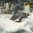 PINGOIN NAGEANT AU ZOO DE LORO PARQUE à PUERTO DE LA CRUZ ( CANARIES )