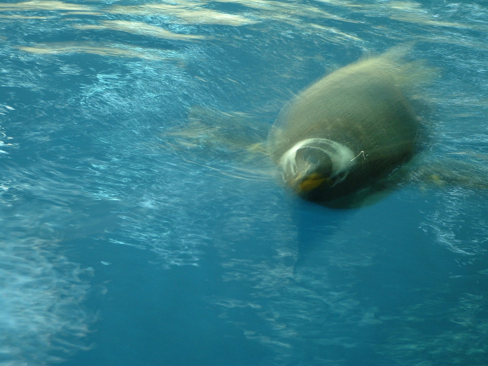 PINGOIN NAGEANT AU ZOO DE LORO PARQUE à PUERTO DE LA CRUZ ( CANARIES )