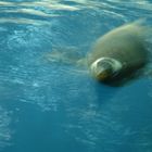 PINGOIN NAGEANT AU ZOO DE LORO PARQUE à PUERTO DE LA CRUZ ( CANARIES )