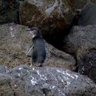 Pingouin bleu à Melbourne Australie