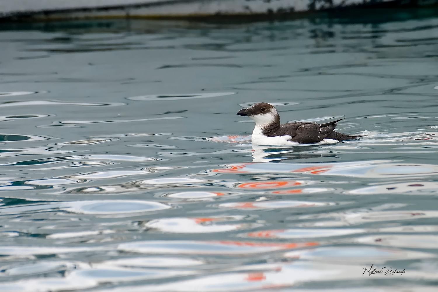 Pingouin Torda à Marina baie des Anges