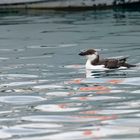 Pingouin Torda à Marina baie des Anges