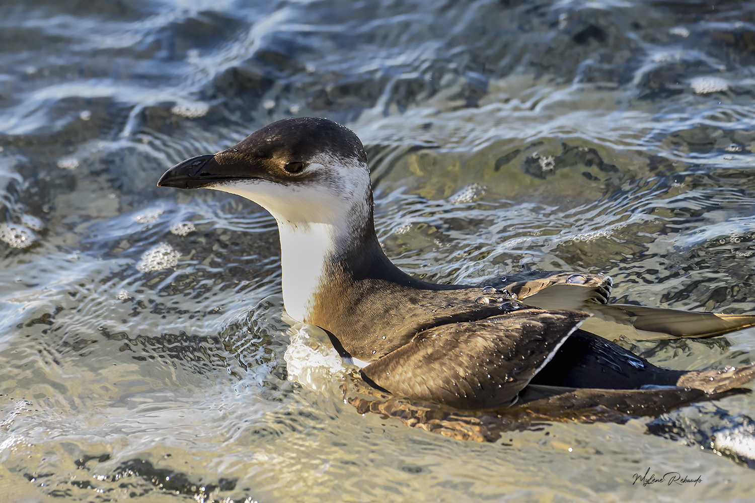 Pingouin Torda