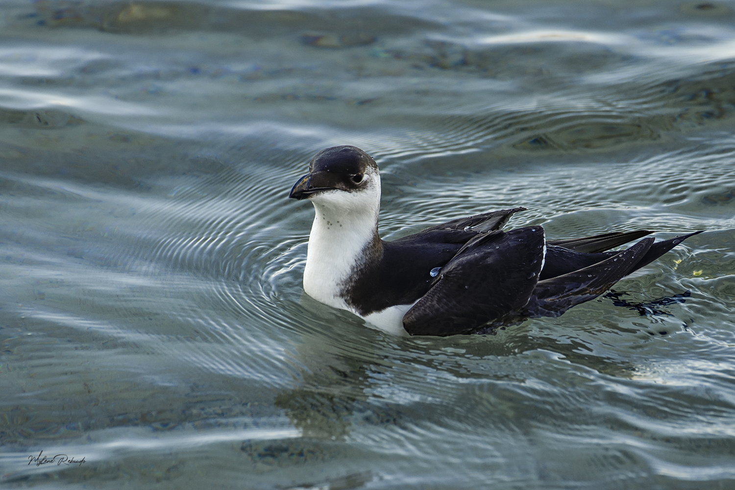 Pingouin Torda