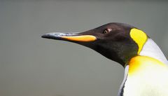 Pingu