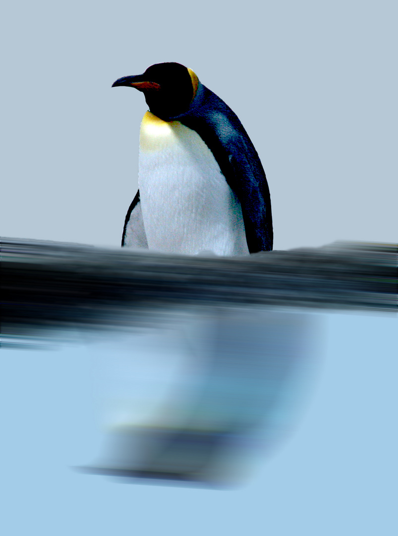 Pingu